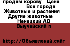 продам корову › Цена ­ 70 000 - Все города Животные и растения » Другие животные   . Ненецкий АО,Выучейский п.